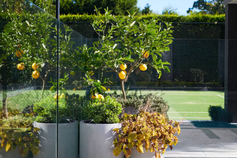 Growing the Perfect Citrus