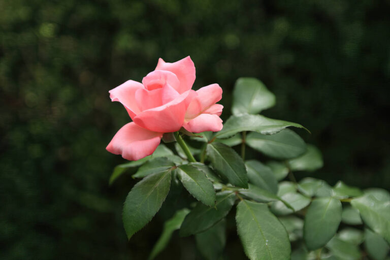 Fragrant Flowers for Spring