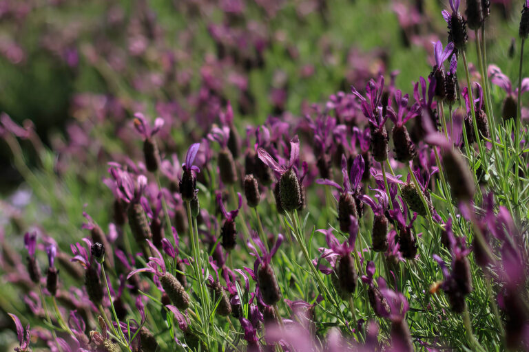 Heat Loving Flowers