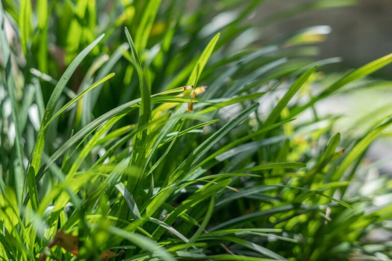 Native Grasses