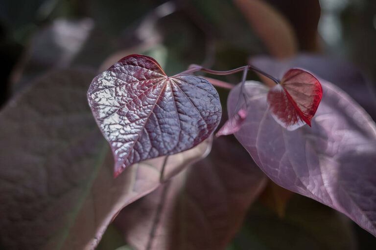 Autumn Tree Selection