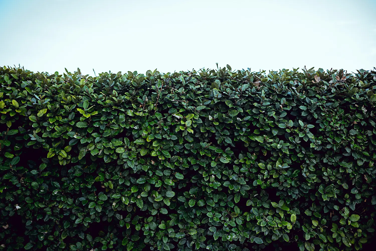 Getting your hedge right