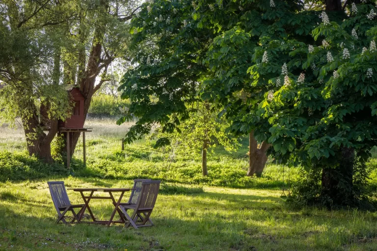 Creating A Woodland Garden