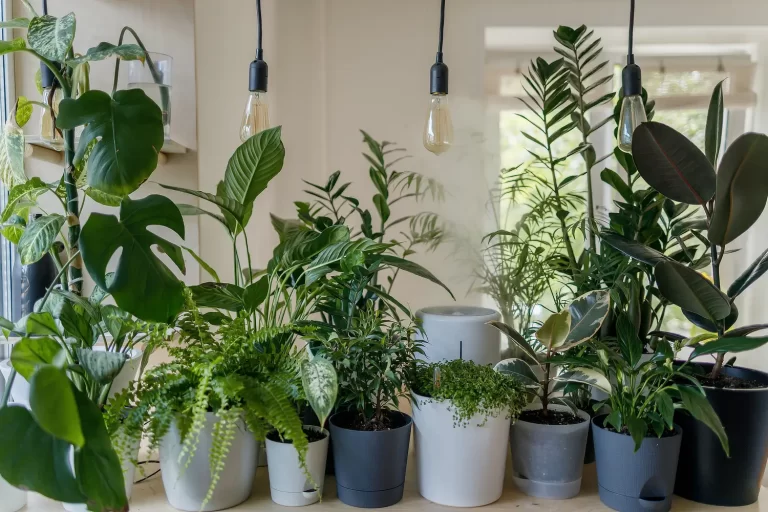 House Plants In Winter