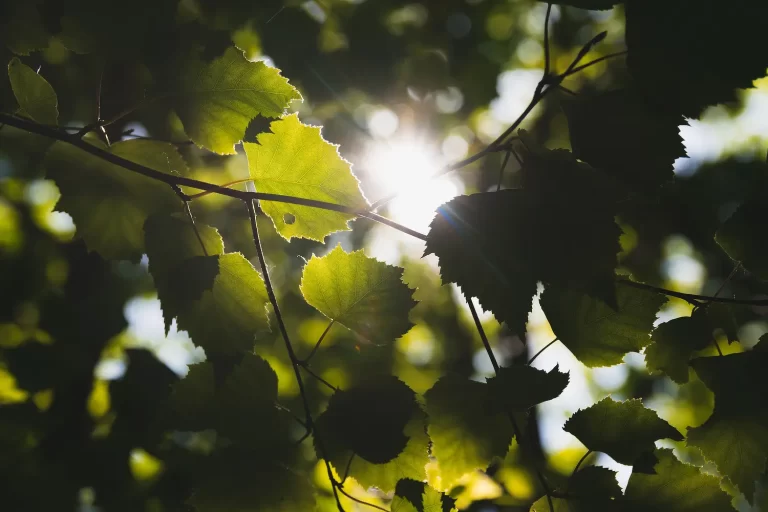 Keeping Trees Healthy