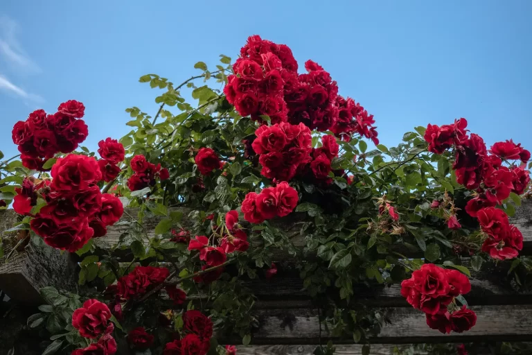 Rose Pruning