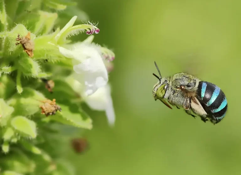 Bringing In Native Bees