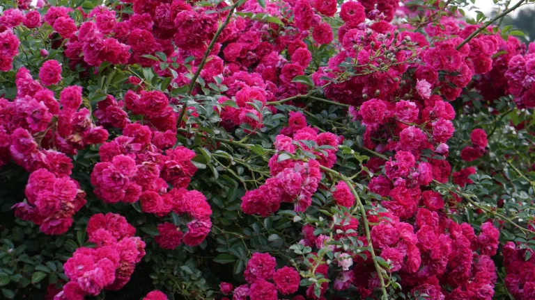 Climbing Roses