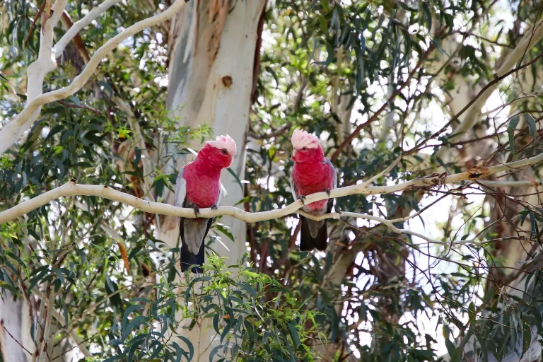 How to Attract Birds to Your Garden: Water, Food & Shelter Tips