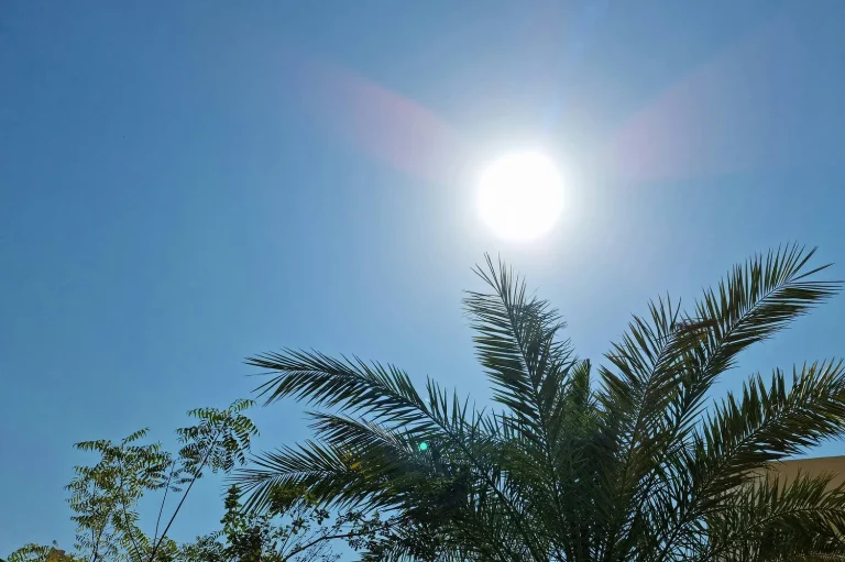 Essential Tips to Protect Your Garden During Heatwaves