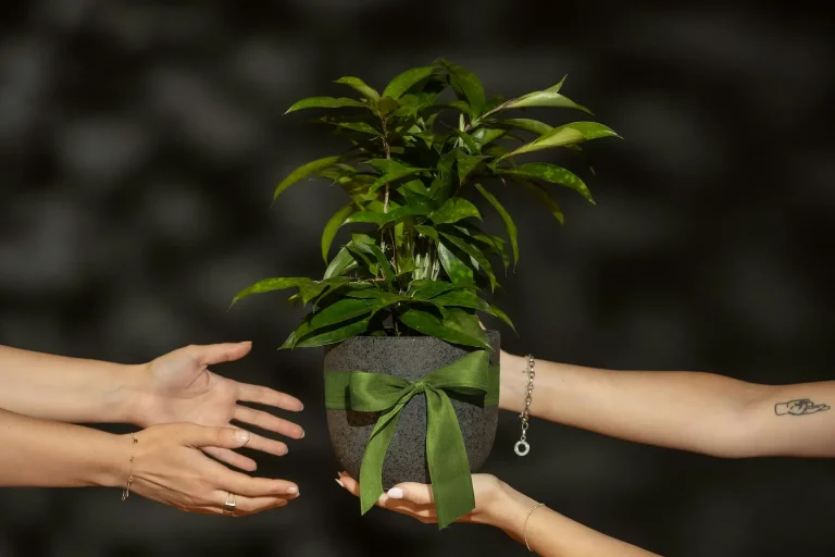 Creative Potted Plant Gift Ideas for Any Occasion