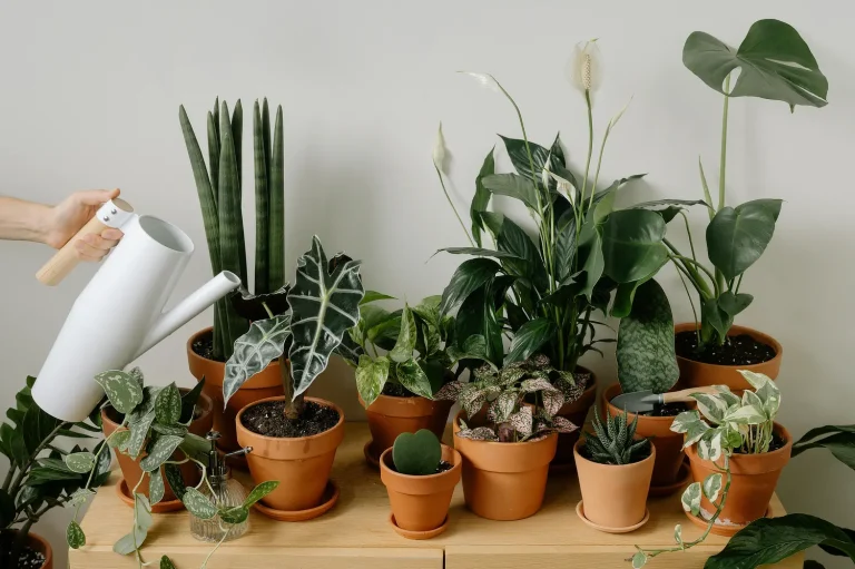 Aroids: Easy Care Tips for Thriving Indoor Plants