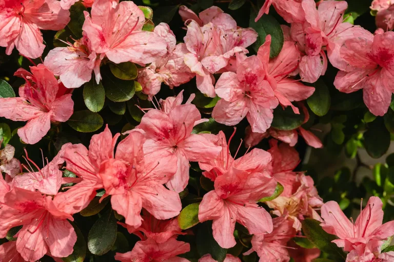 Top Shrubs for Your Garden: Low Maintenance & Versatile