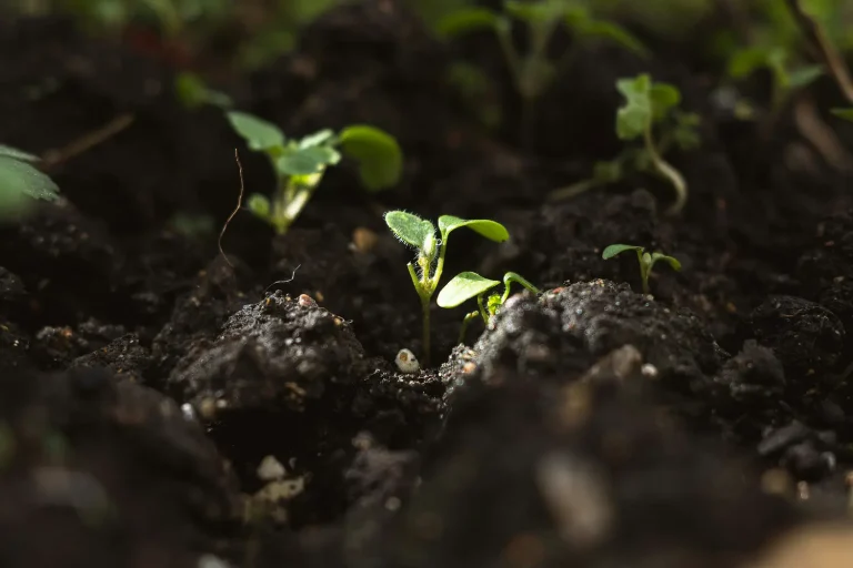 Improving Soil for Healthier Plants and Easier Maintenance