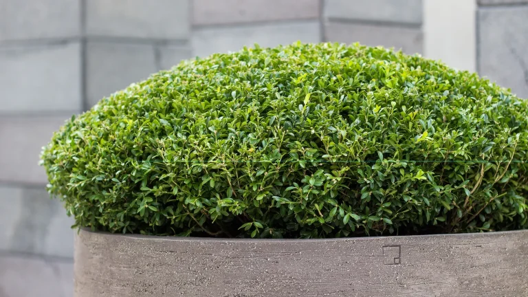 Sydney Pot Styling: The Detail That Completes a Landscape