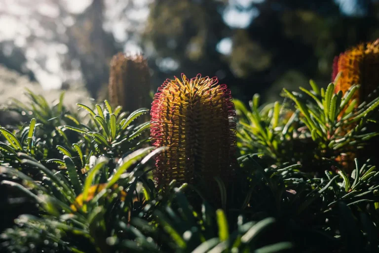 Naturalistic Garden Design: Blending Beauty, Biodiversity and Low Maintenance